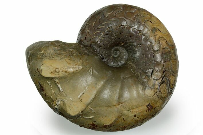 Triassic Ammonite (Ceratites nodosus) Fossil - Germany #351227